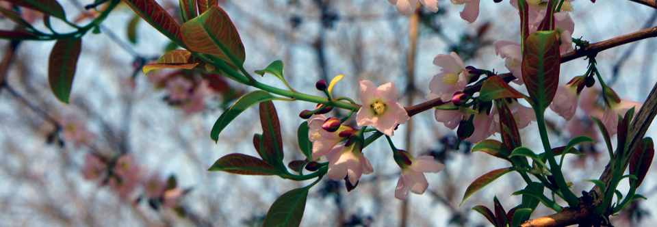 Mempat Flowers